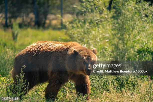 side view of brown eurasian brown grizzly bear standing on field,kamloops,british columbia,canada - grizzly bear stock pictures, royalty-free photos & images