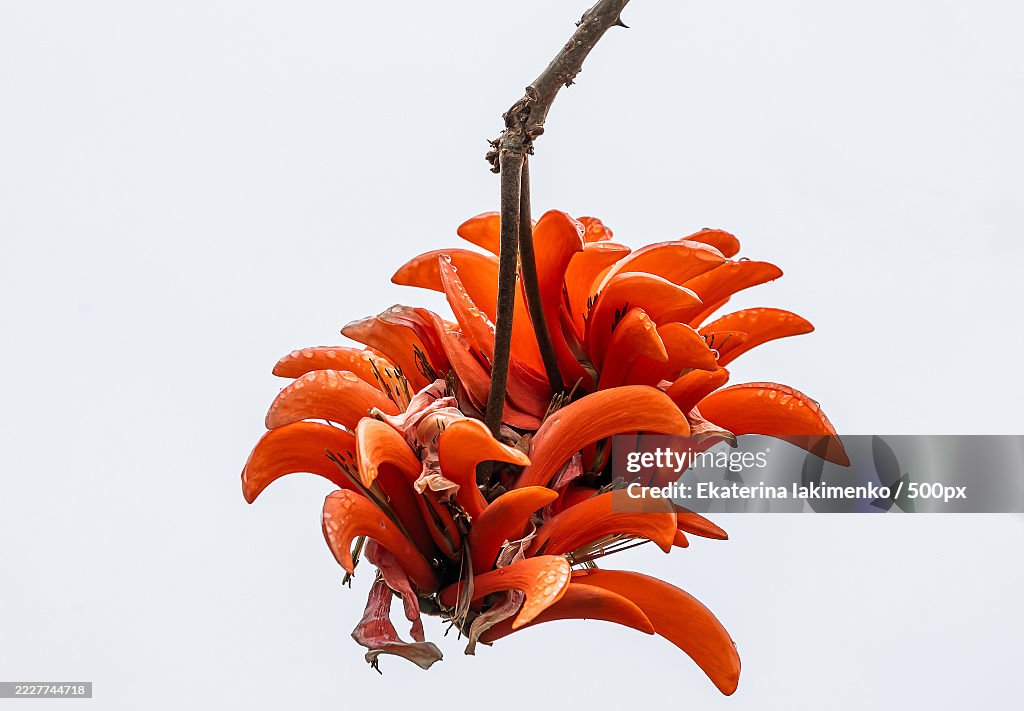 Big red flower Erythrina caffra,Corallodendron flora,Coral blooming tree
