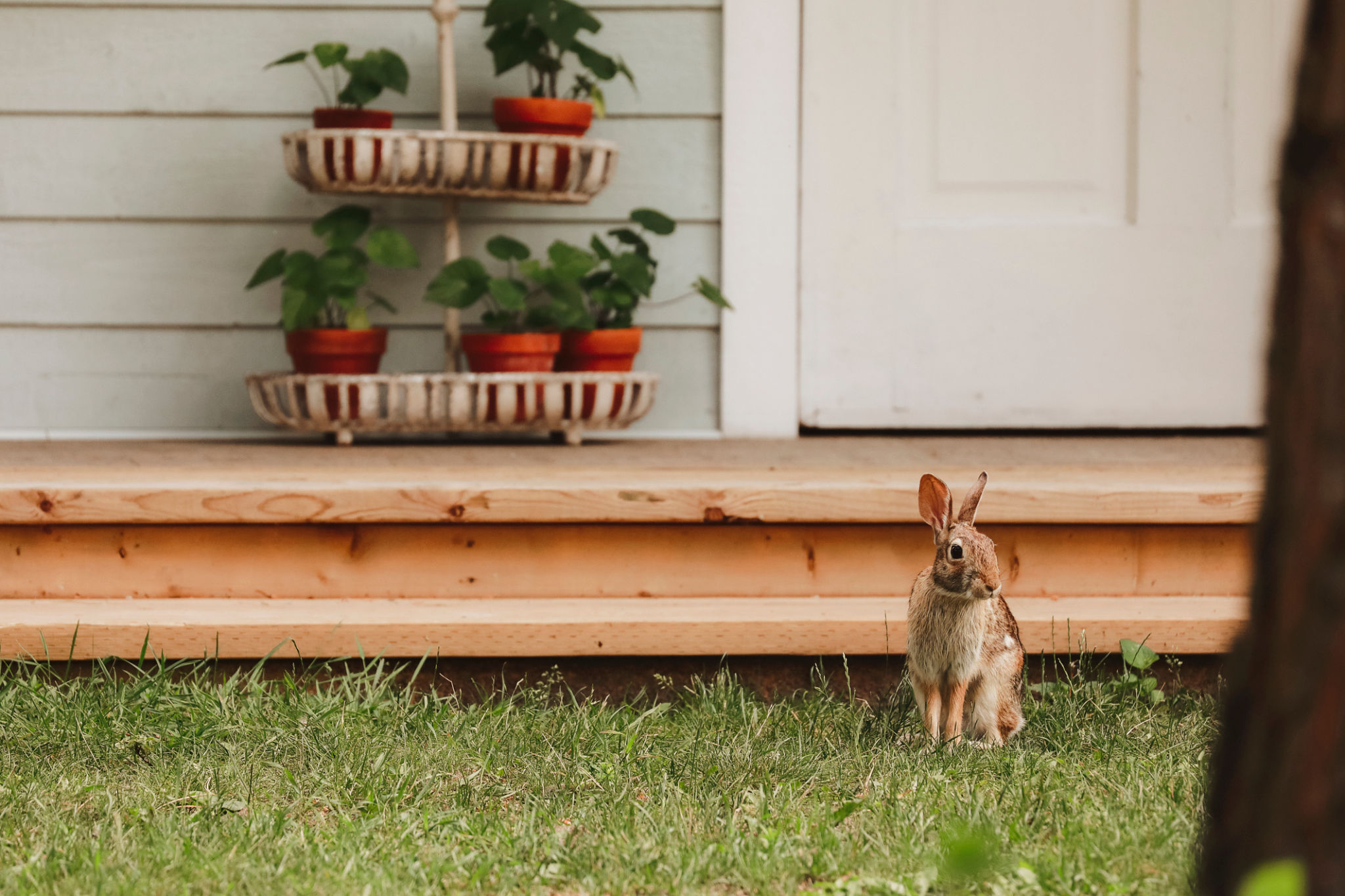 wildlife garden