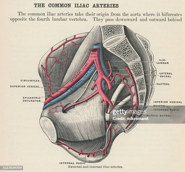 old engraved illustration of human circulatory system - external and internal iliac arteries - thoracic aorta stock pictures, royalty-free photos & images