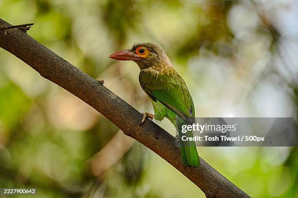 close-up of common kingfisher perching on branch,sanjay gandhi national park,maharashtra,india - maharashtra stock pictures, royalty-free photos & images