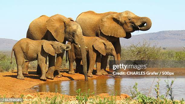 side view of elephants at lakeshore,central african republic - safari animals stock pictures, royalty-free photos & images