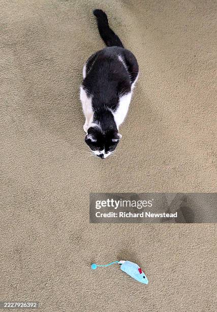 cat and mouse - alfombra raton fotografías e imágenes de stock