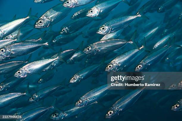 bigeye scad school. - banc de poissons photos et images de collection