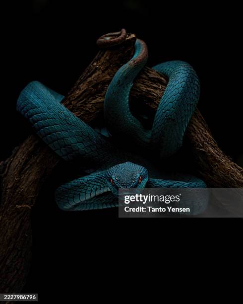 blue white lipped pit viper - vipera foto e immagini stock