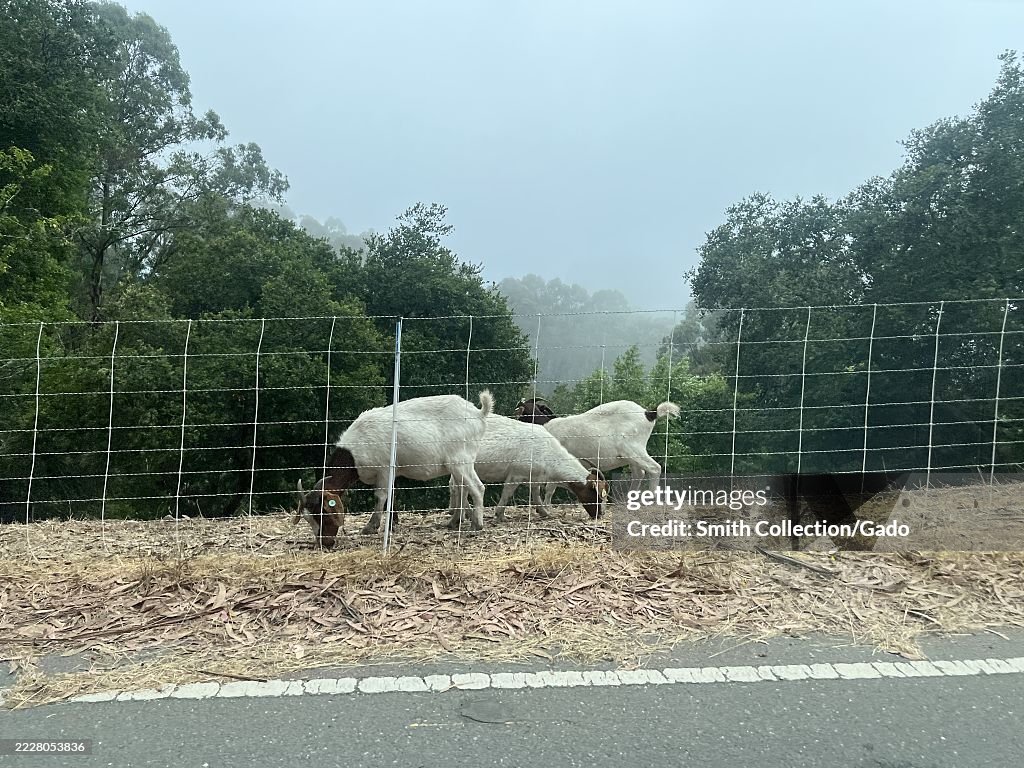 Vegetation Control Goats
