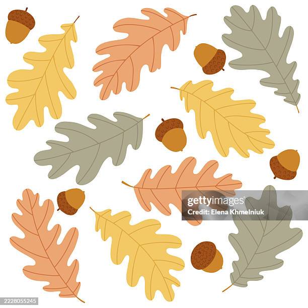 flat autumn oak leaf illustration set - thanksgiving crafts stock illustrations