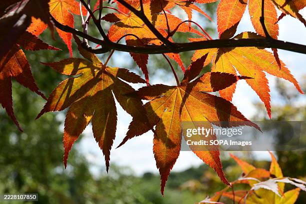 Japanese maple leaves seen at the Tete d'Or Park. Parc de la Tête d'Or, one of the largest urban parks in France, is a beloved green space in the...