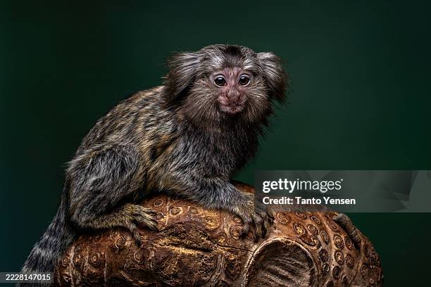 callithrix marmoset - mammifero foto e immagini stock