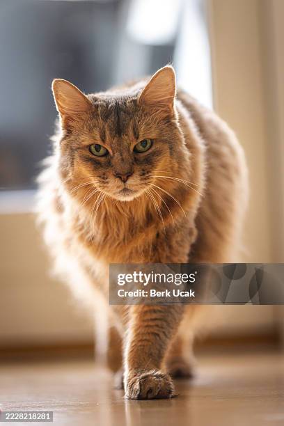 hauskatze läuft im wohnzimmer. - maine coon katze stock-fotos und bilder