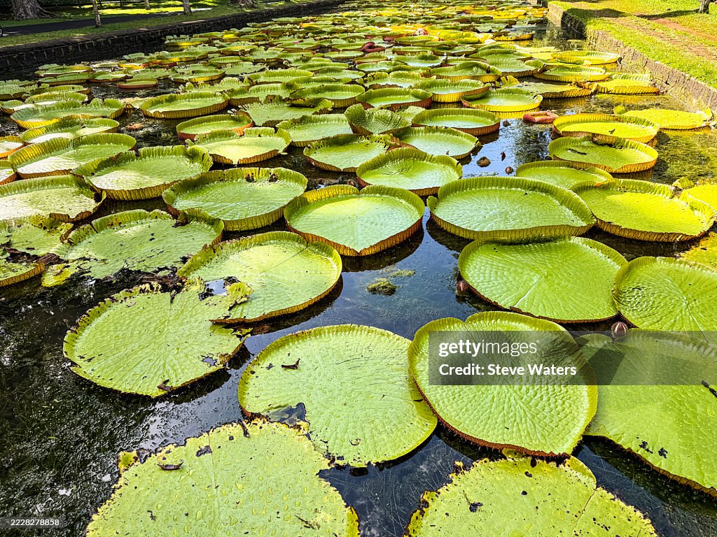 Close-up of giant water lillies