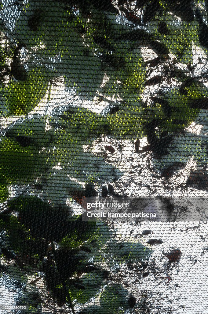 A tree with leaves and a netting