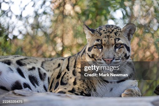 Clouded leopard Clouded leopard