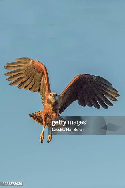 black-collared hawk flying front view - flapping wings stock pictures, royalty-free photos & images