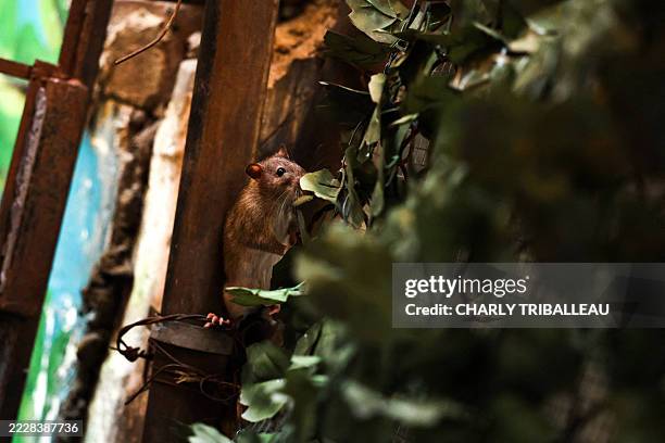 Random Backstreet Rats 136 Rat Burrows Stock Photos, High-Res Pictures, and Images - Getty Images