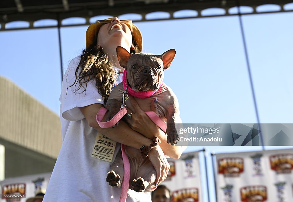 World's Ugliest Dog' contest in California