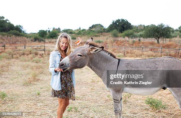 woman feeding her donkey a treat - esel stock-fotos und bilder