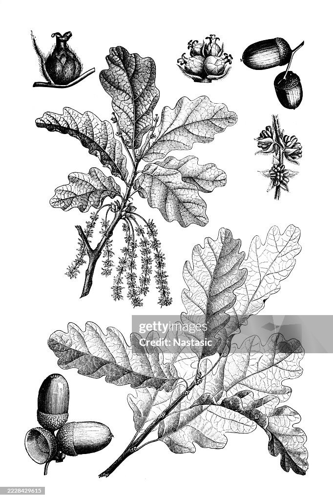 European oak and Sessile oak