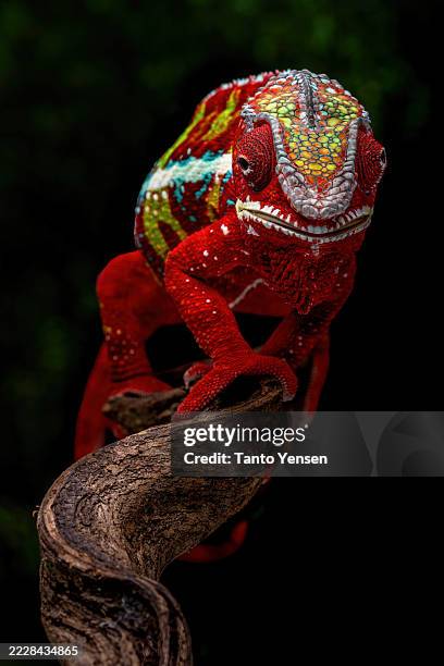 panther chameleon - chameleon stock pictures, royalty-free photos & images