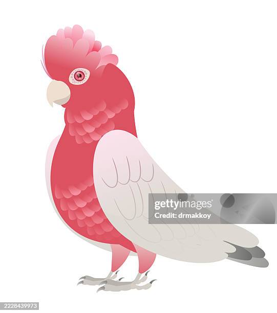 galah, tasmania, australia - galah bird stock illustrations