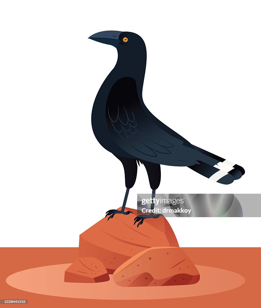 Black Currawong, Tasmania, Australia