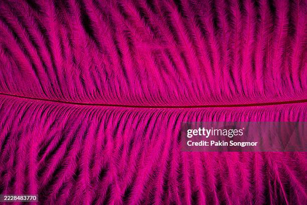 close-up pink color feather on black background, abstract as background. - ostrich print stock pictures, royalty-free photos & images