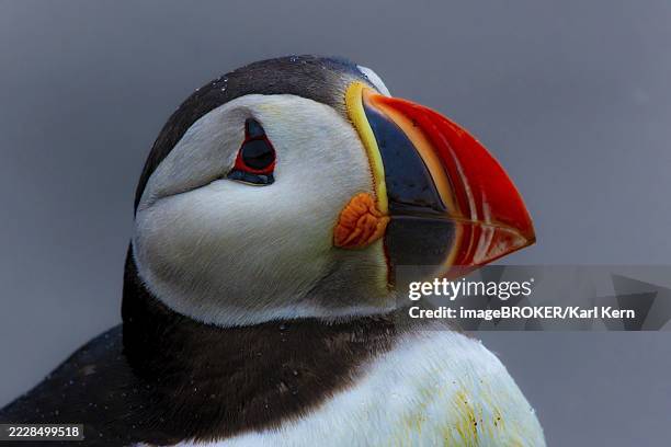puffin (fratercula arctica) portrait of the head, grimsey island, iceland - icelands grimsey island photos et images de collection