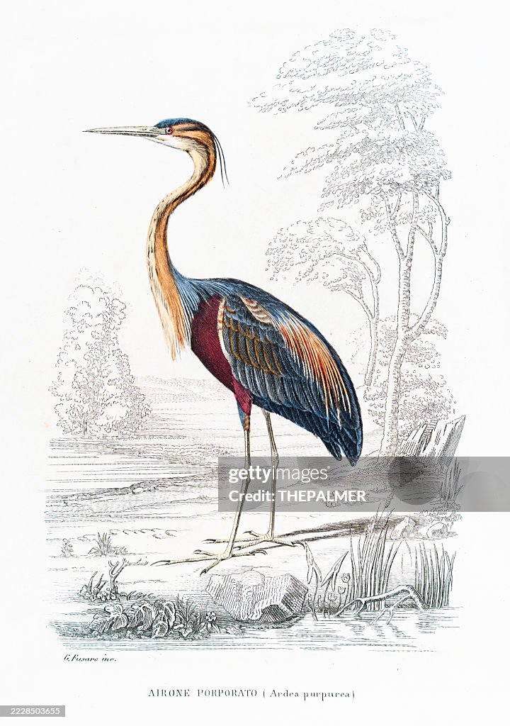 Garça roxa : Gravura em aço colorida à mão de "Opere complete di Buffon" - 1877