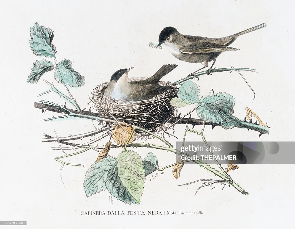 Blackcap Warbler in nest: Hand-Colored Steel Engraving from Opere complete di Buffon - 1877