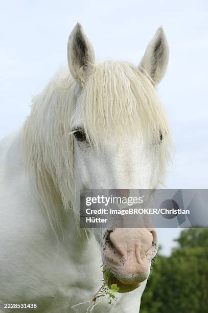 domestic horse, percheron (equus caballus), portrait, normandy, france - zugpferd stock-fotos und bilder