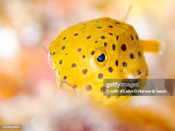 Box Fish Sound 227 Blue Boxfish Stock Photos, High-Res Pictures, and Images - Getty Images