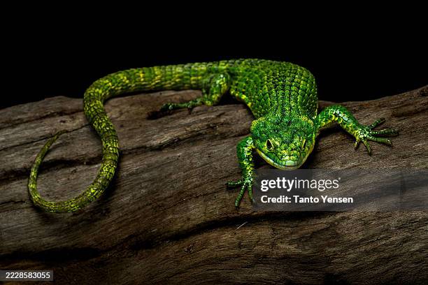 aligator lizard - lizard stock pictures, royalty-free photos & images