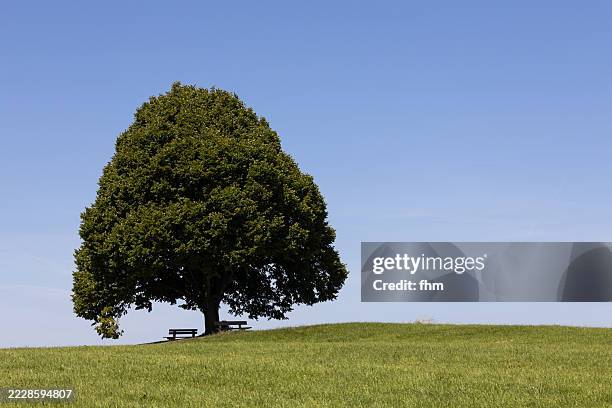 two benches under a tree on a hill - empty park bench stock pictures, royalty-free photos & images