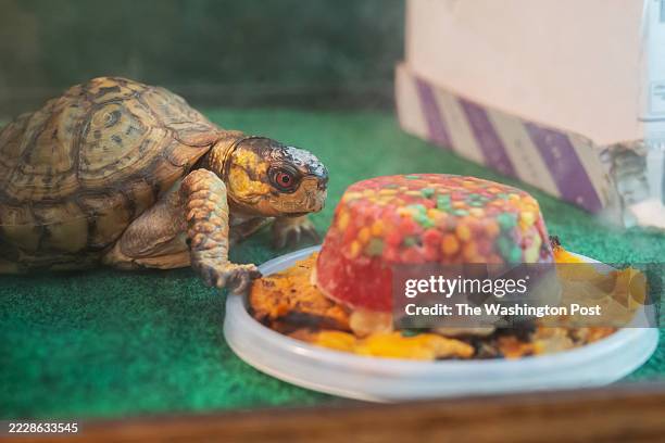 Pokey, Rock Creek Park's eastern box turtle, eats an iced cake of fruits and berries as he celebrates his 30th birthday at the Rock Creek Park Nature...
