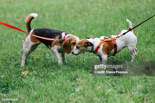 two cute friends - jack russell terrier and young beagle walking and playing at the green meadow - animal nose stock pictures, royalty-free photos & images