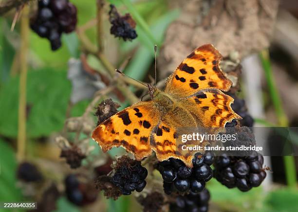 a comma butterfly, polygonia c-album, feeding on blackberries with wingspreads. - thorn bush stock pictures, royalty-free photos & images