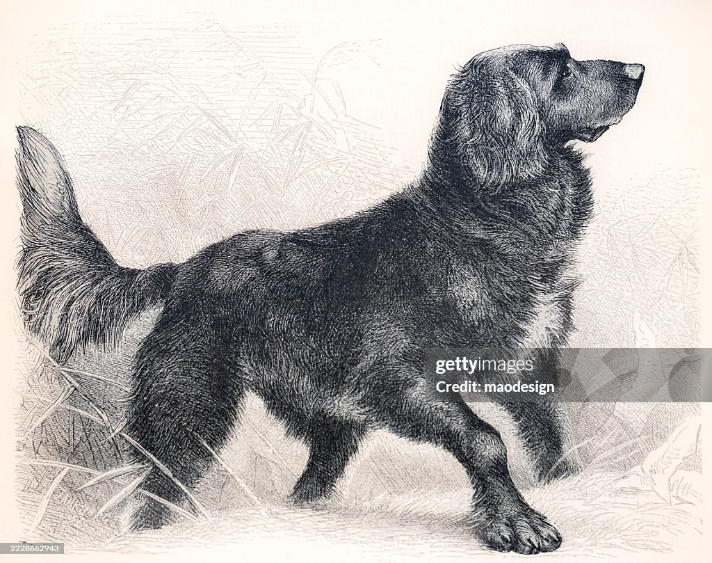 Shaffe Raffe Longhaired Raffe Canis Familiaris Sagax Avicularius High-Res Vector ...
