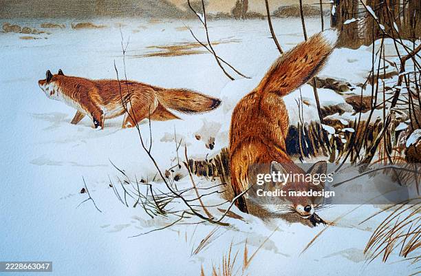 fox - vulpes vulpes - red fox stock illustrations