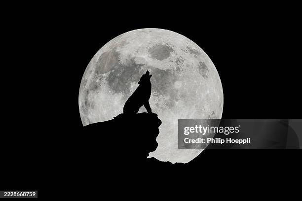 Wolf howling at the moon