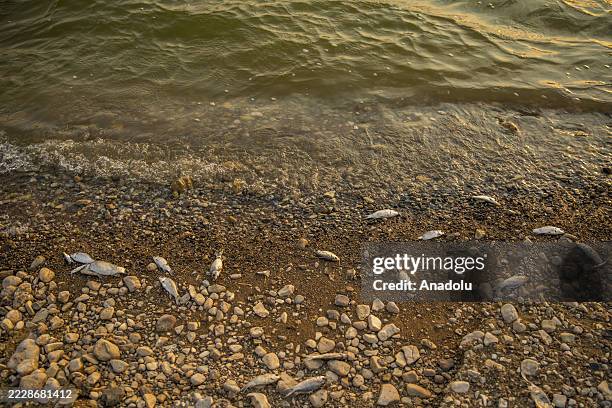 View shows dead fish lying on drought-stricken soil along the shores of the Sirwan River, amid reports of hundreds of fish dying, in the Said Sadiq...