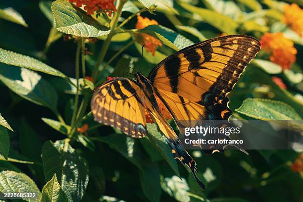 tiger butterfly swallowtail eating nectar from flower - polinator - close up - mammal stock pictures, royalty-free photos & images