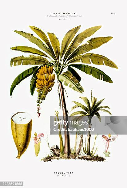 Banana Tree Antique Handcolored Flowers And Fruits Botanical Illustration Published In 1835, Foto de stock