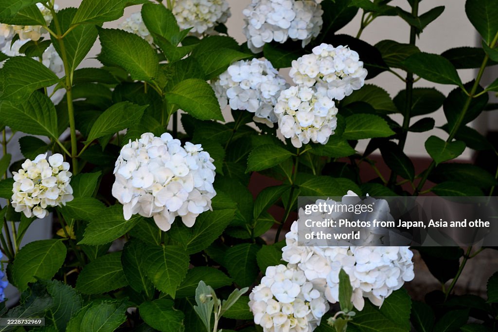 Hydrangea Flowers: The Chameleon of Plants