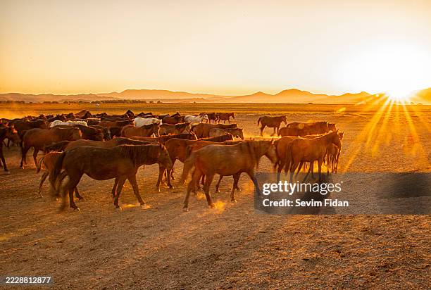 at the horse farm, many racehorses are cared for, fed, raised, and occasionally released into the field - horse family stock pictures, royalty-free photos & images