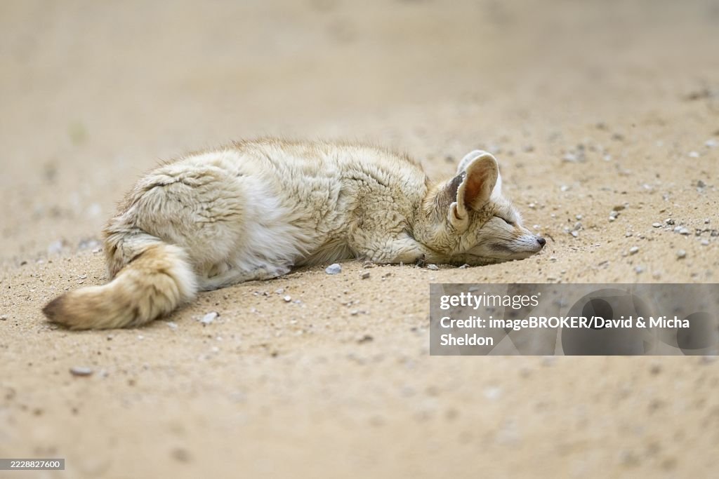 Fennec fox (Vulpes zerda) lying in the sand, captive, Zoo Augsburg, Bavaria, Germany