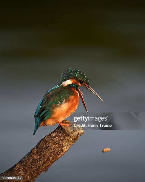 Kingfisher is seen at Chard Reservoir on August 06, 2025 in Chard, United Kingdom.