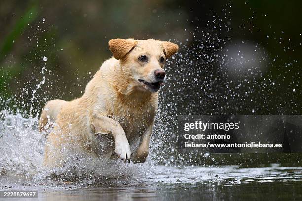 labrador dog - retriever stock pictures, royalty-free photos & images