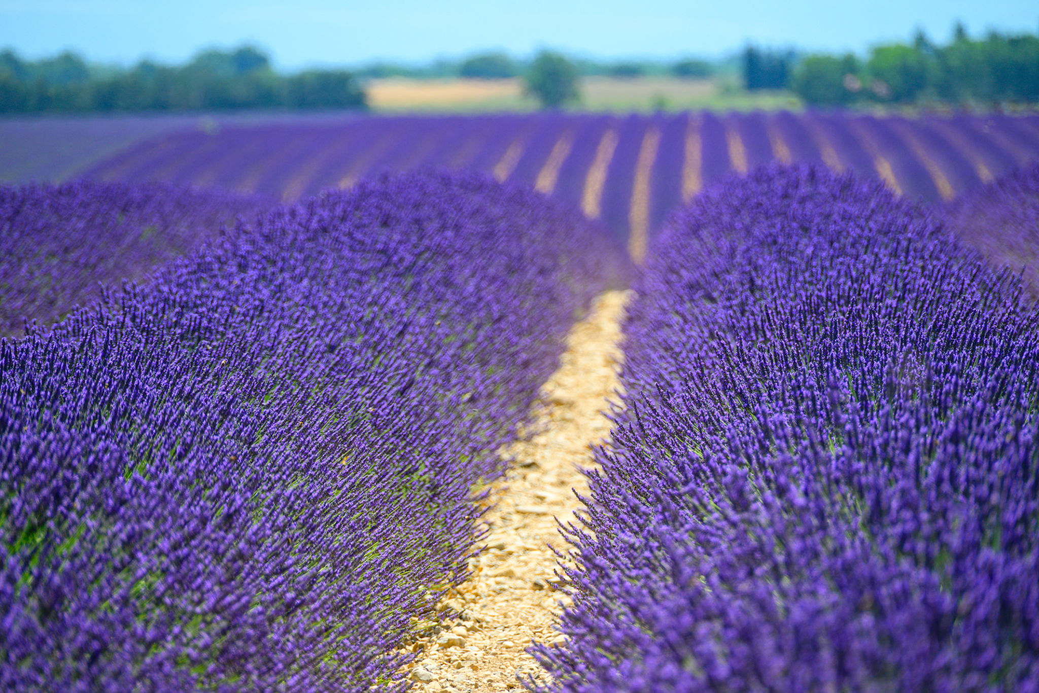 provence lavender fields