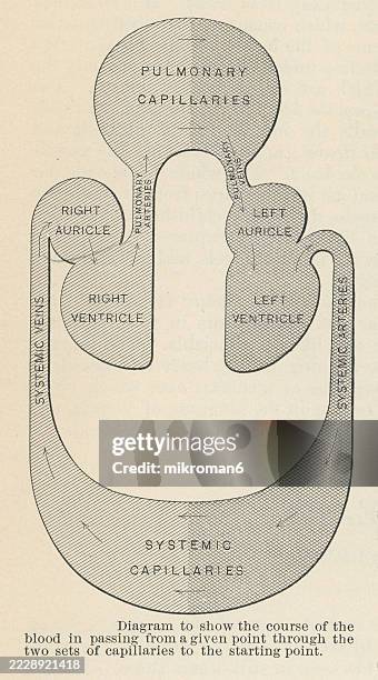 Digraph Capillary 52 Capillary Diagram Stock Photos, High-Res Pictures, and Images ...