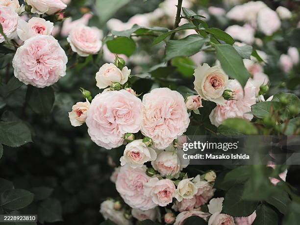 beautiful soft-pink rose rosa 'mariatheresia' blooming in a summer garden - pale pink stock pictures, royalty-free photos & images